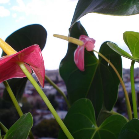 Anthurium